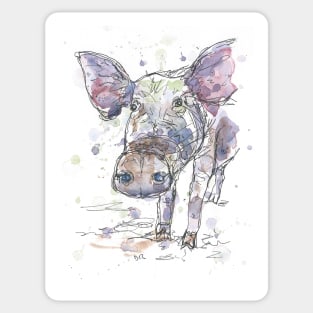 Curious piggy Sticker